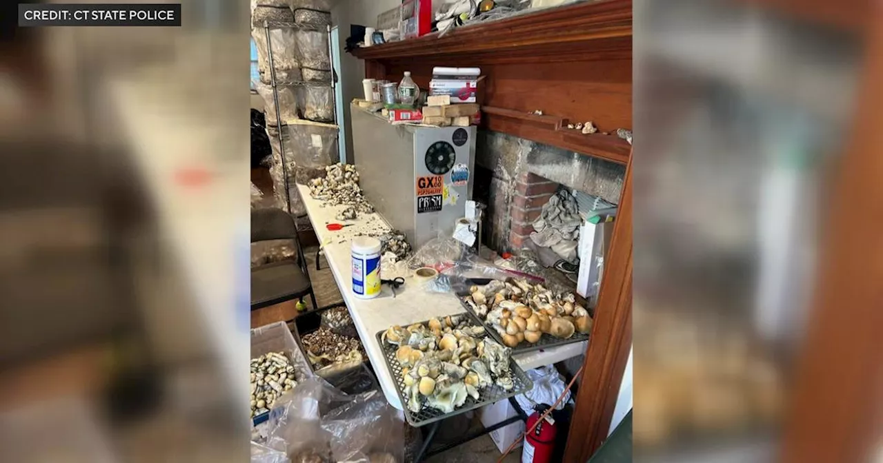 Connecticut authorities seize $8.5 million worth of illegal mushrooms from Burlington home