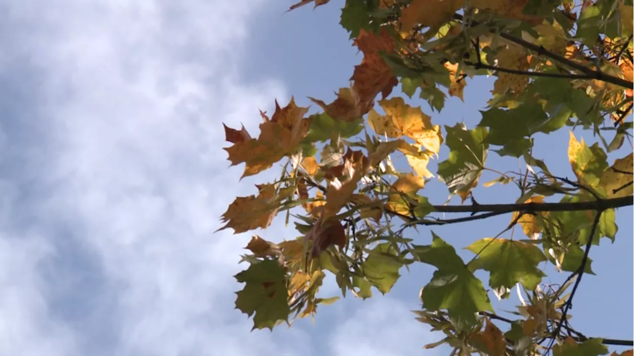 A sunny and mild November weekend in Ottawa