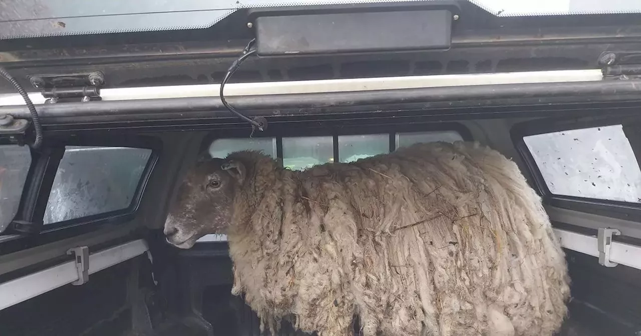 'Loneliest sheep' trapped on Scots cliff for two years rescued by hero climbers