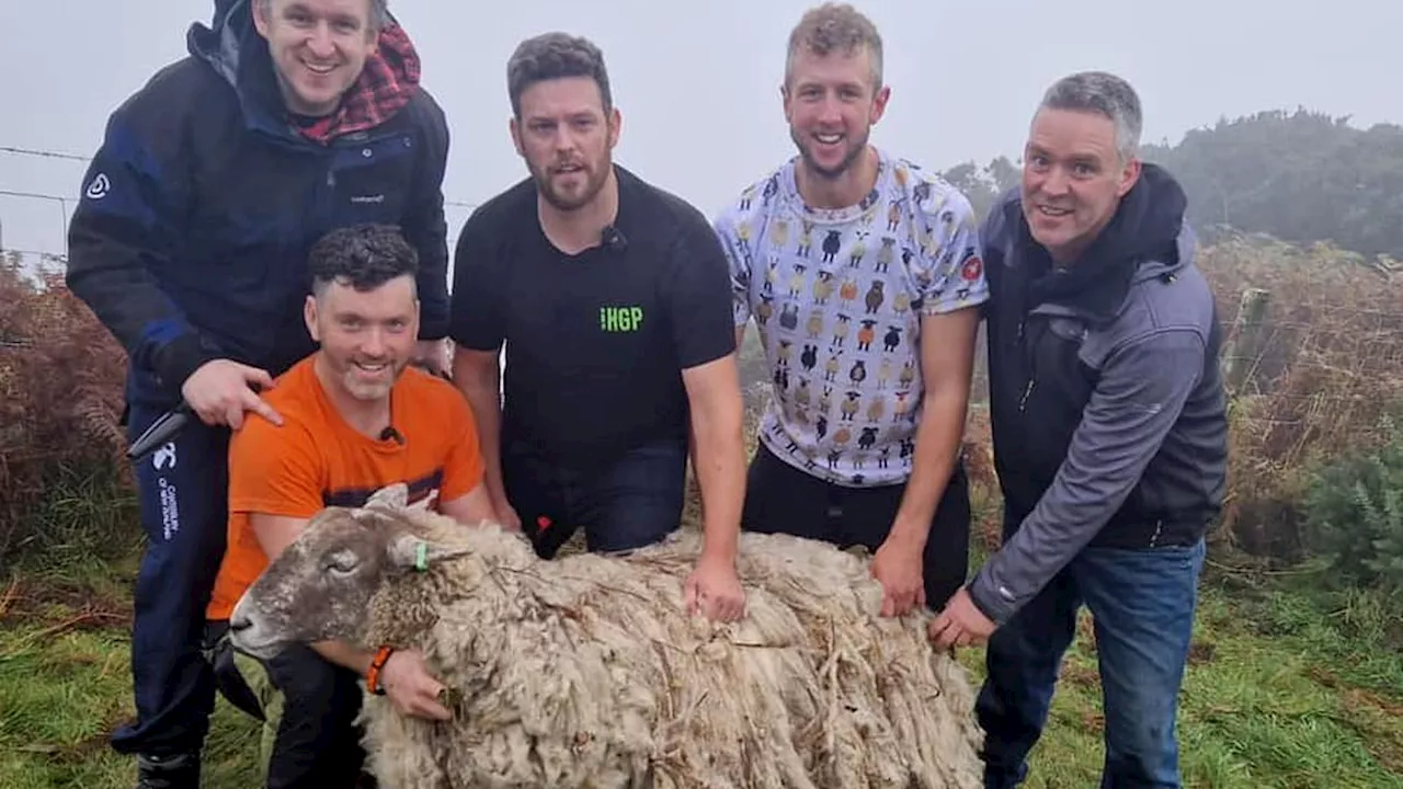 Britain's loneliest sheep stranded on a rocky beach for two years is finally rescued and taken to a...