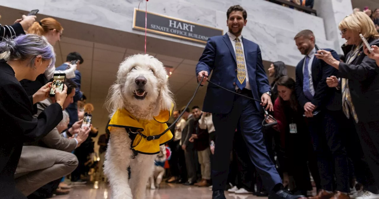 Dog days of Congress: Washington Photos of the Week