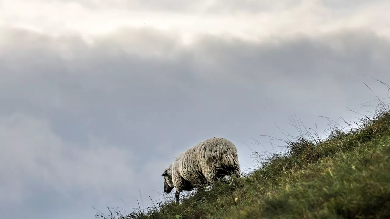 Zwei Jahre auf einer Klippe: Großbritanniens »einsamstes Schaf« wurde gerettet