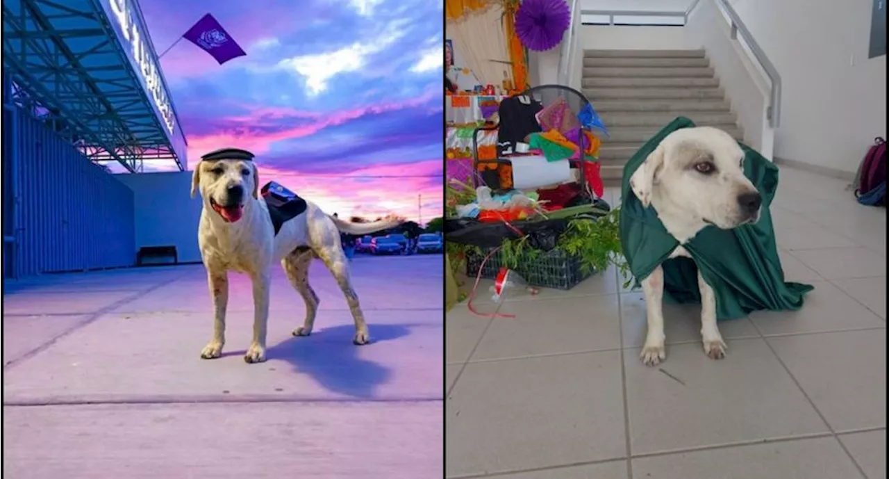 Matan de un balazo a “Ingeniero”, perrito adoptado por estudiantes de la Universidad de Tehuacán