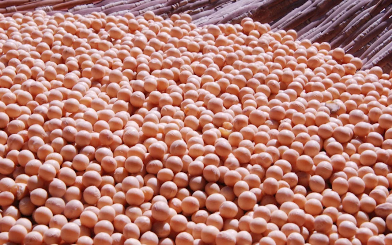 SA marks agricultural milestone after first soybean export to China