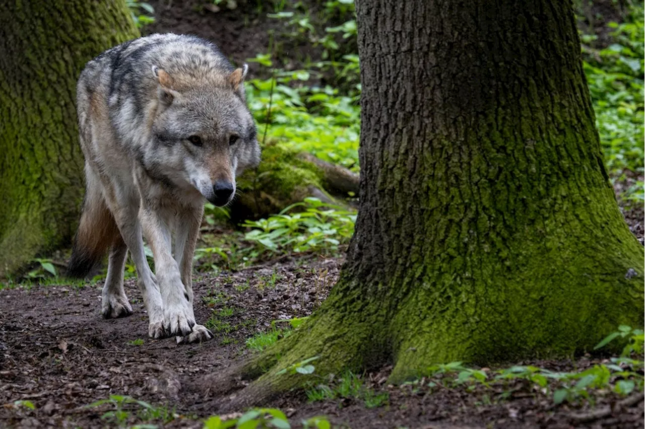 Bremen: DNA-Test bestätigt Wolfssichtung