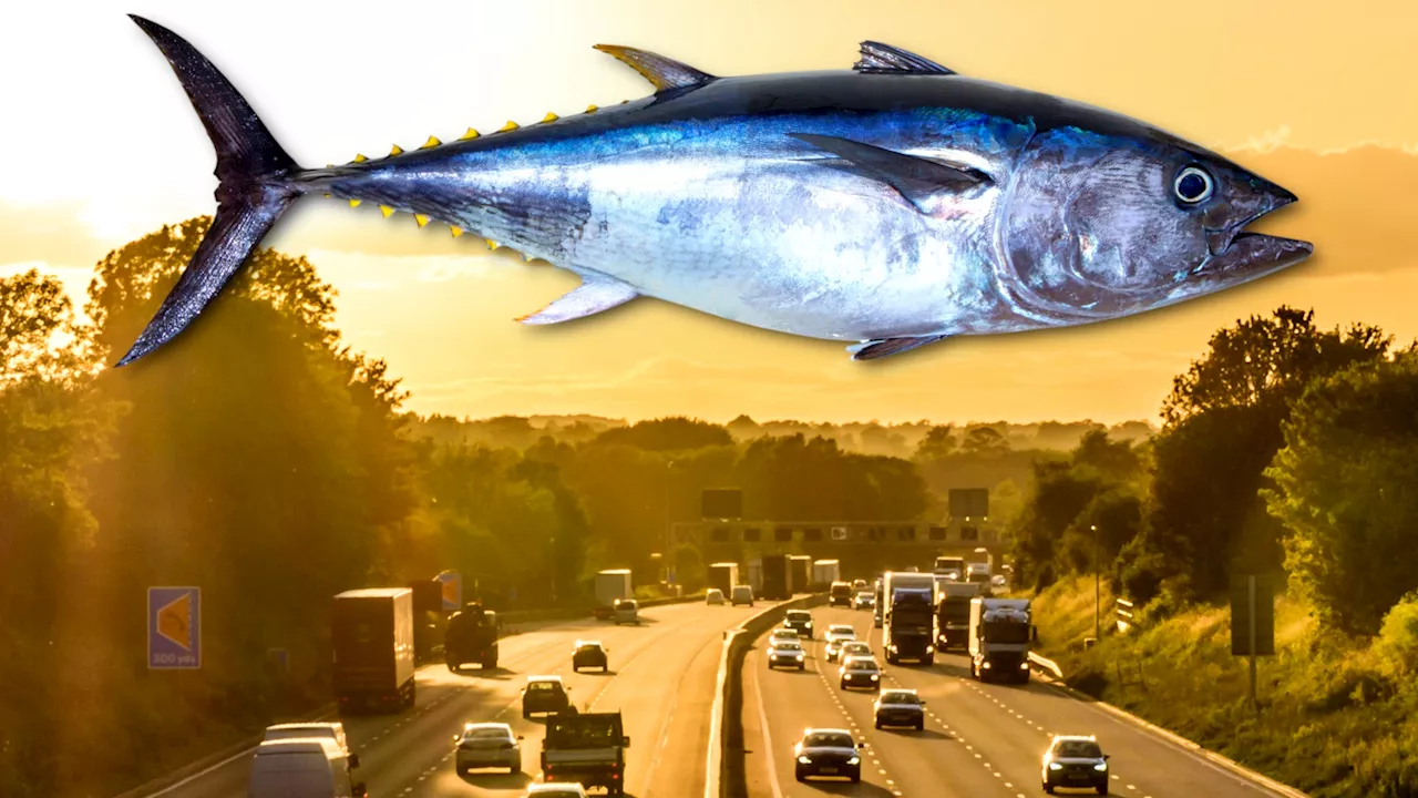 Vom Thunfisch der auszog, über die Autobahn nach Birmingham zu gelangen: Forscher auf Schnitzeljagd