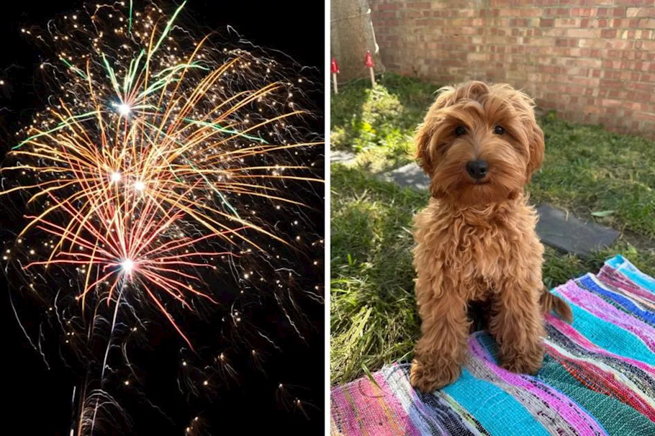 Bonfire Night is making me anxious as a new dog owner