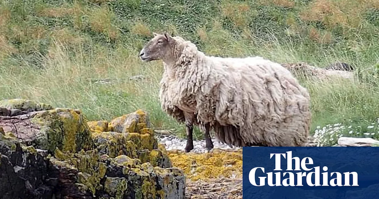 Britain’s ‘loneliest sheep’ rescued after two years at foot of cliff