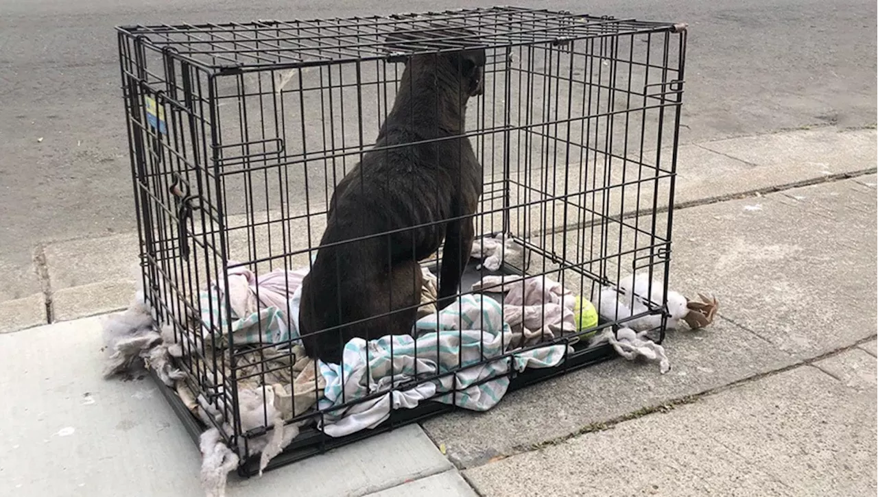 La storia di Olive, il cane abbandonato su un marciapiede chiuso dentro a una gabbia forse a causa della sua …