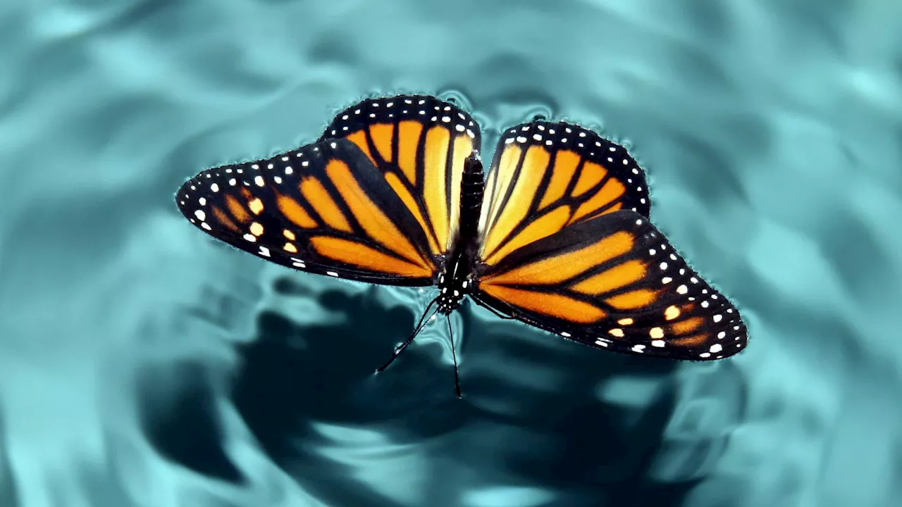 Butterflies’ ability to see UV light can help scientists detect cancer