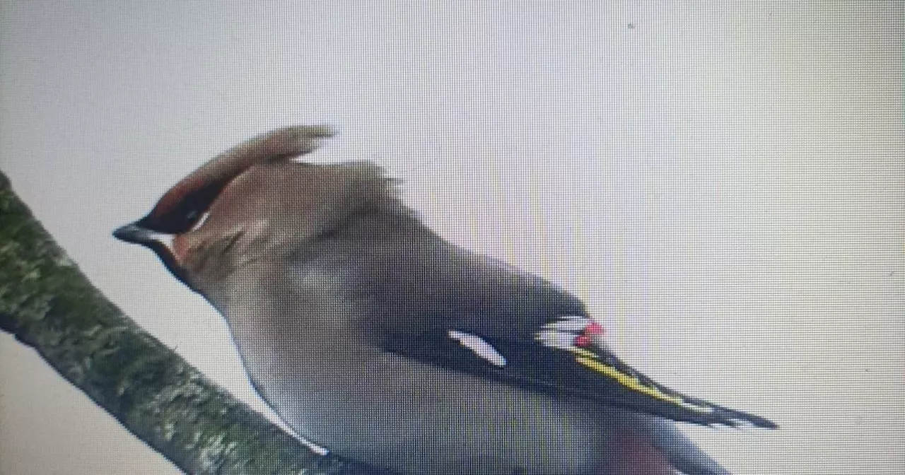 We saw 18 waxwings on our outing to Inch. Readers’ nature queries and observations