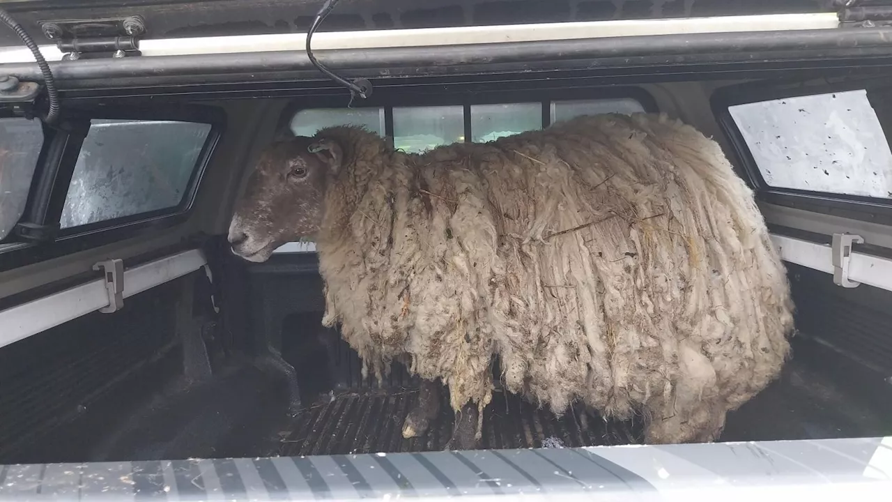 'Britain's loneliest sheep' rescued after being stranded on cliff for two years