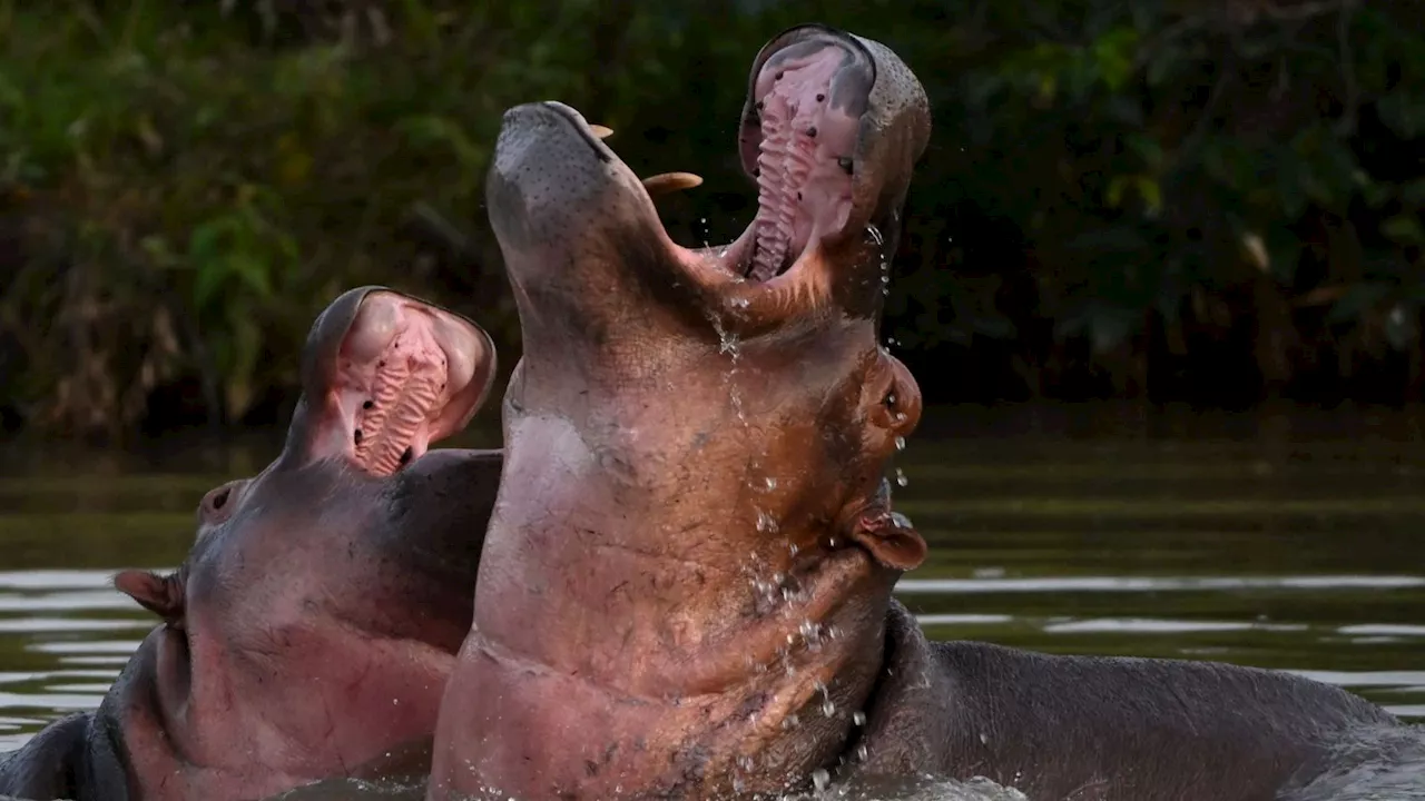 Pablo Escobar's feral 'cocaine hippos' face being culled to stop them breeding