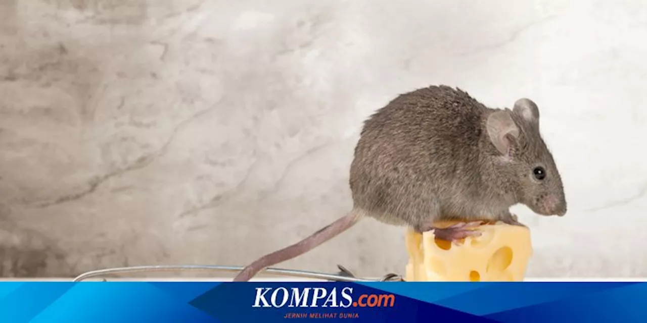 6 Makanan Tikus, Cocok untuk Dijadikan Umpan