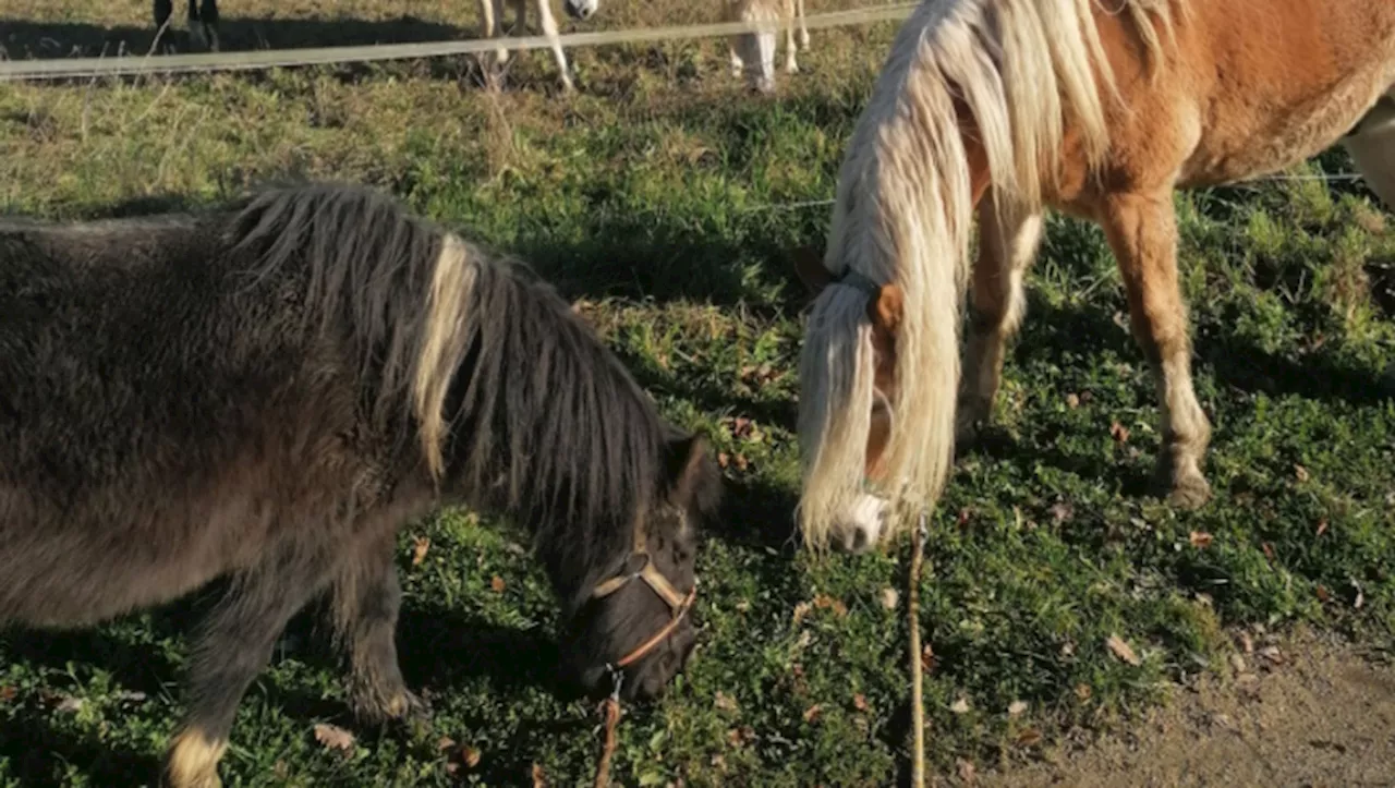 Animaux mutilés: la crainte d'une nouvelle vague après la macabre découverte au nord de Toulouse