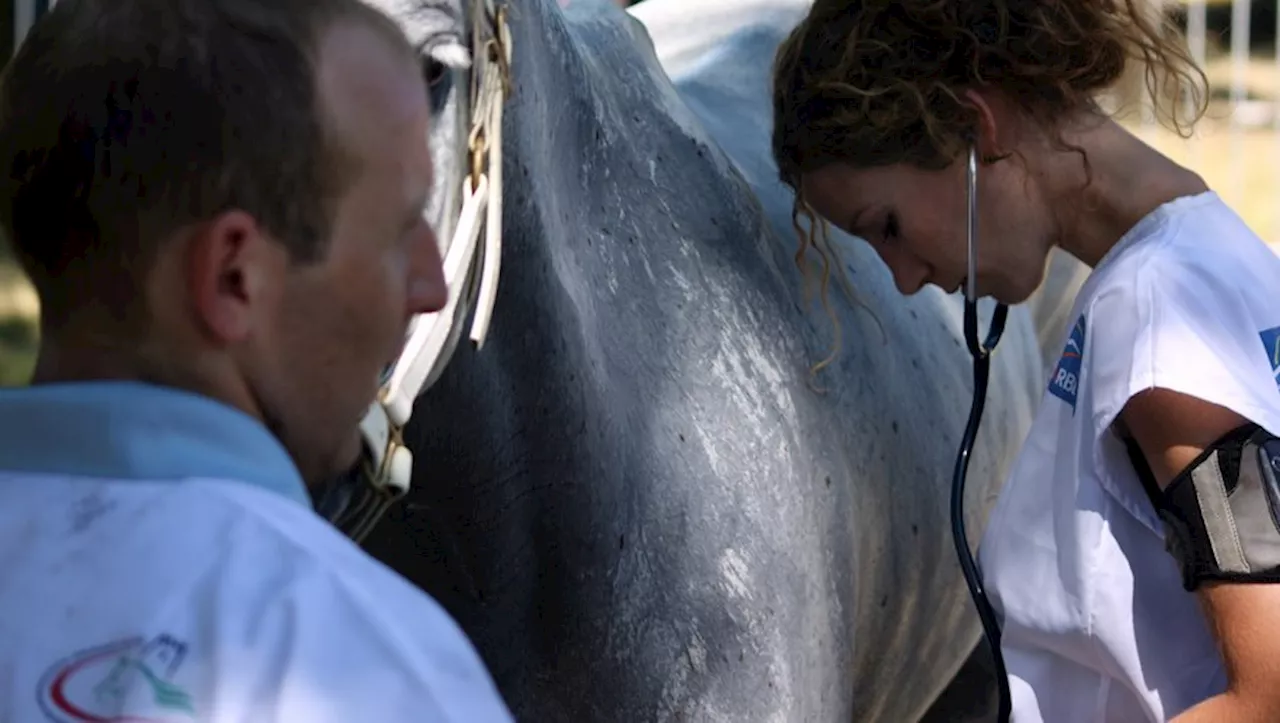 Chevaux mutilés : 24 signalements auprès des gendarmes de Haute-Garonne