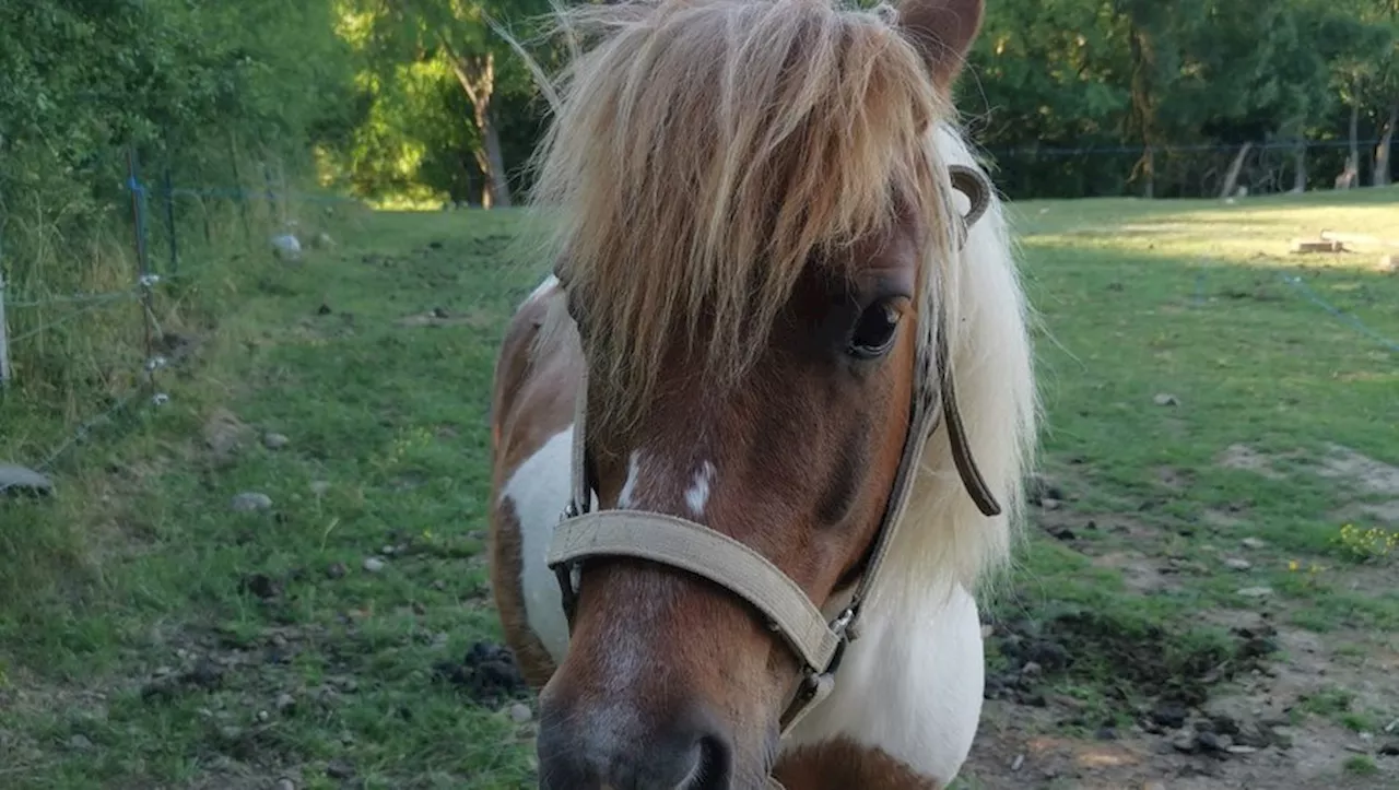 Près de Toulouse : un poney retrouvé mort égorgé, acte d'un malade mental ou vengeance ?