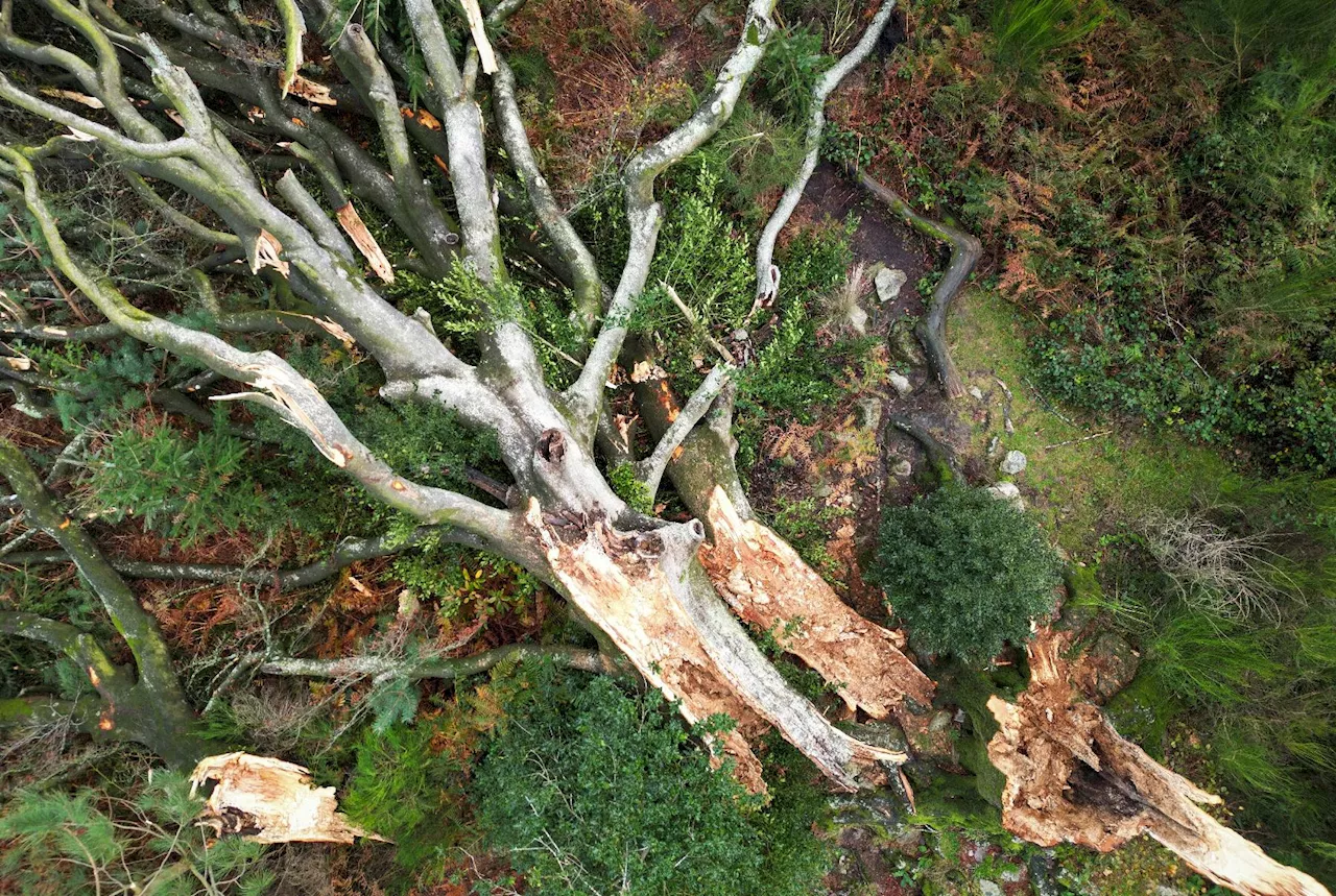 Après les dégâts de Ciaran, la France face à la tempête Domingos