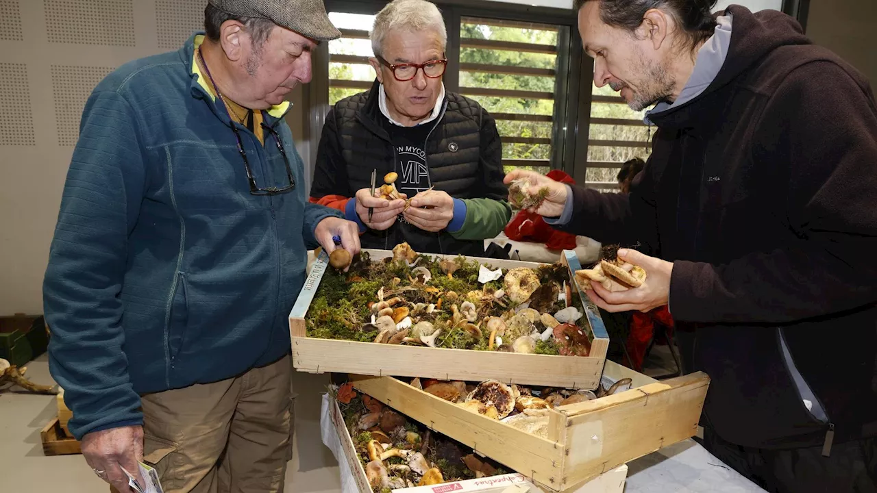 Les Milles : l’association mycologique d’Aix révèle tous les secrets des champignons à l'occasion d'un salon