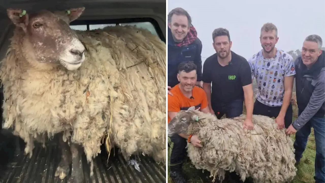 'World's Loneliest Sheep' rescued from lone rock after two years on its own in Scotland