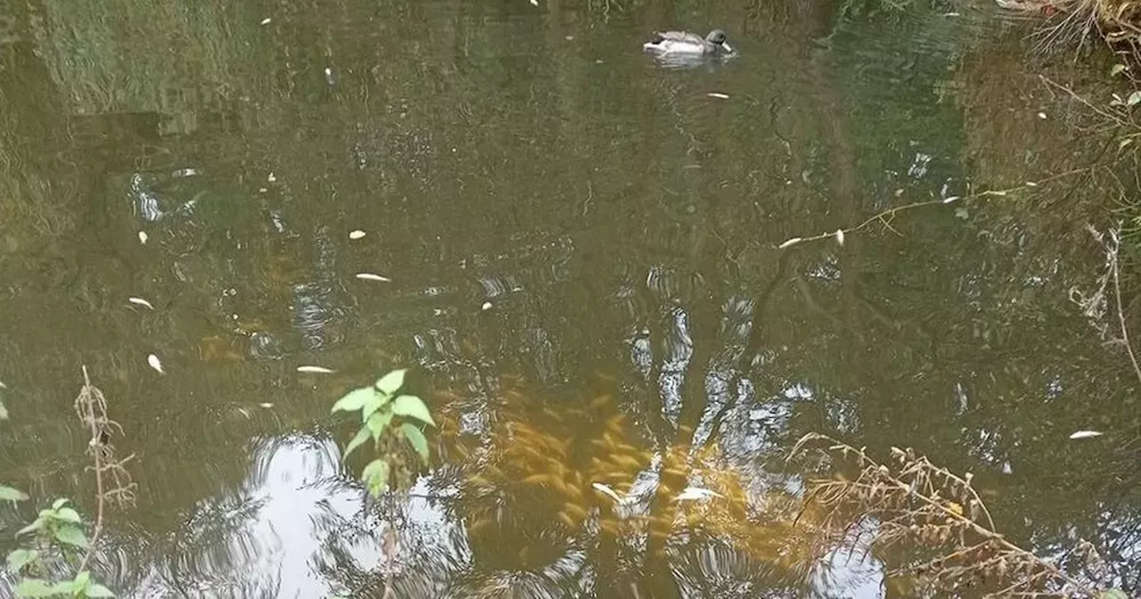 'Hundreds' of dead fish discovered at beauty spot