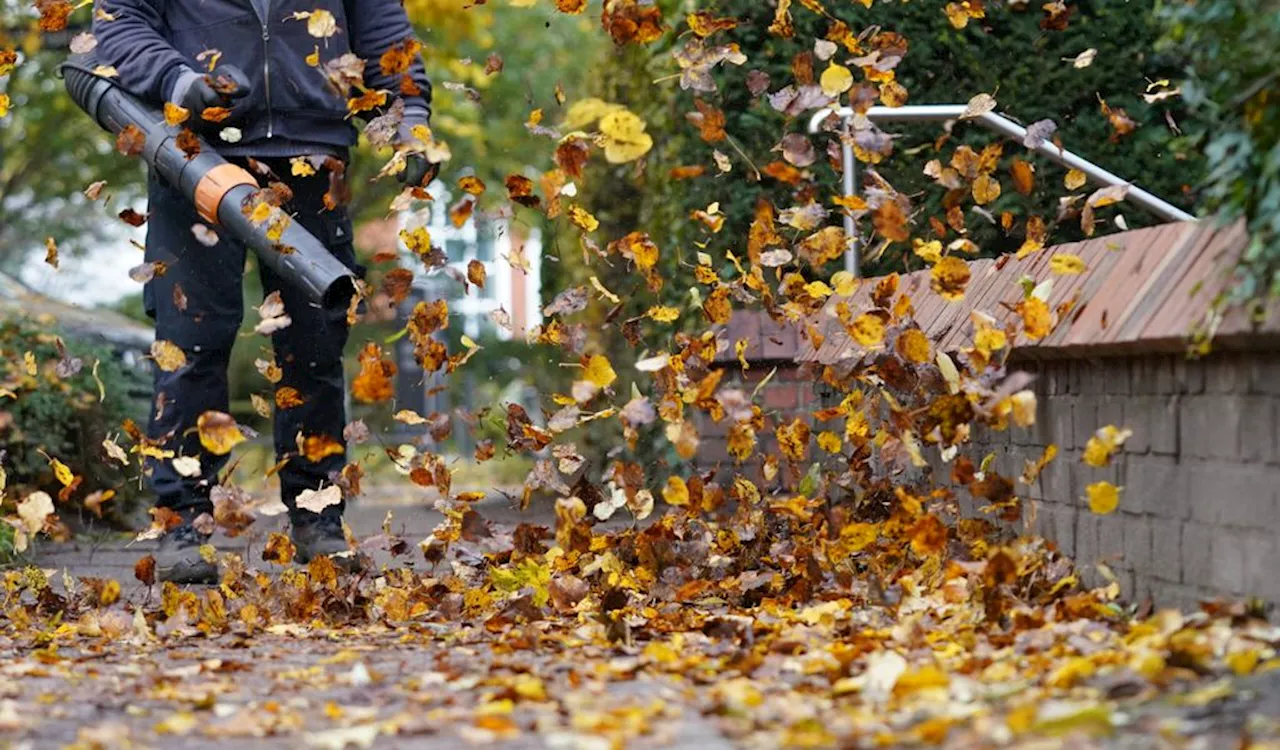 Stadtreinigung im Kampf gegen Hamburgs Laubberge: bis zu 20.000 Tonnen!