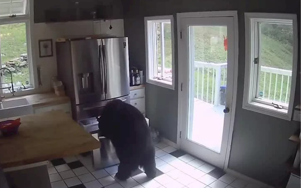 Huge Hungry Bear Breaks Into House, Opens Freezer, Steals Lasagna