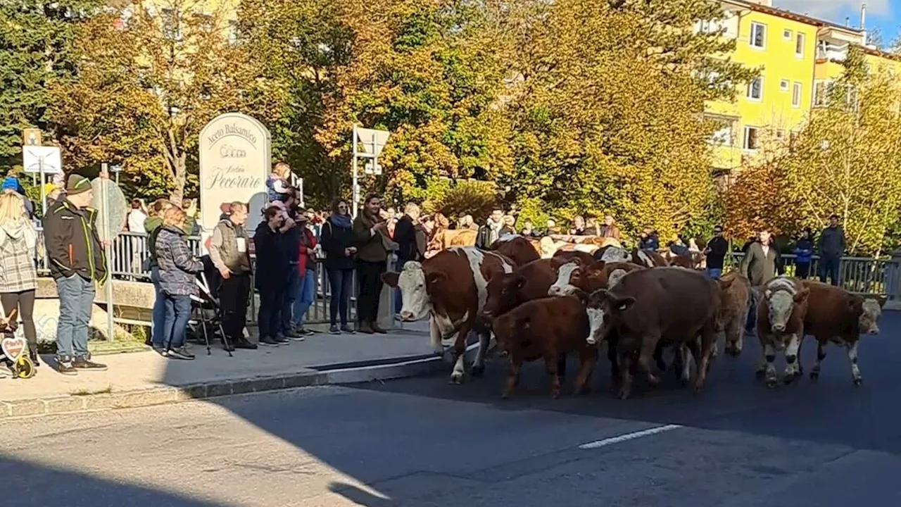 Almabtrieb in Kierling: Kleines Kalb auf großer Reise