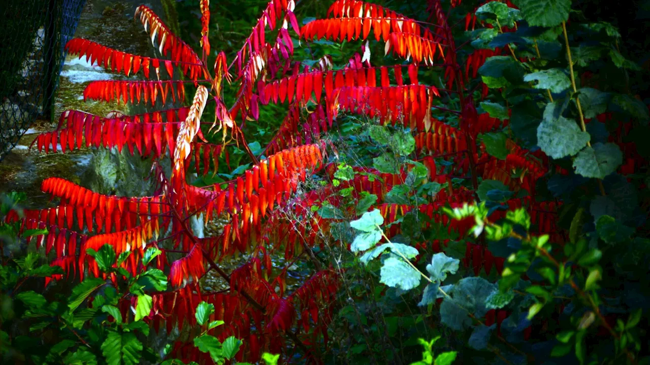 Die schönste Seite des Herbsts in Kierling