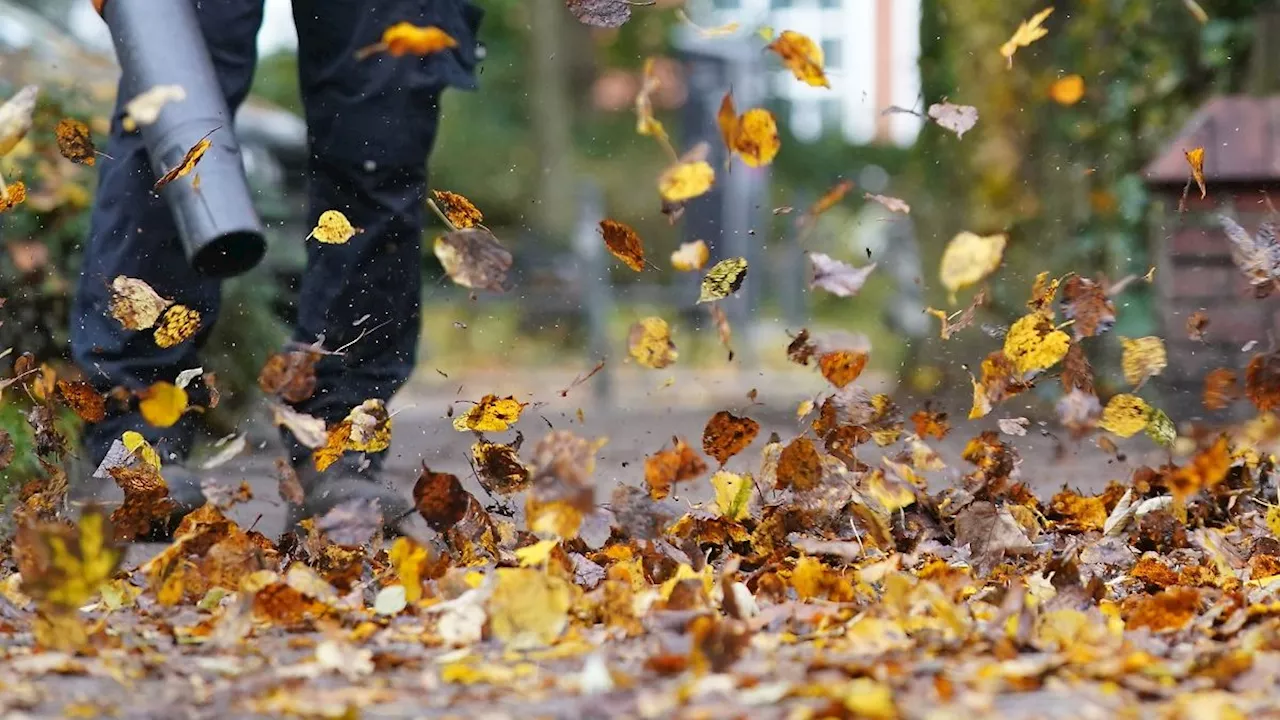 Hamburg & Schleswig-Holstein: Stadtreinigung startet Kampf gegen Herbstlaub