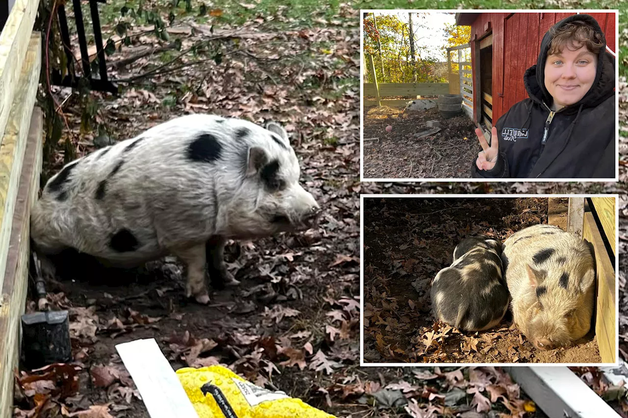 Missing pig, Kevin Bacon, finally found after shout-out from actor Kevin Bacon