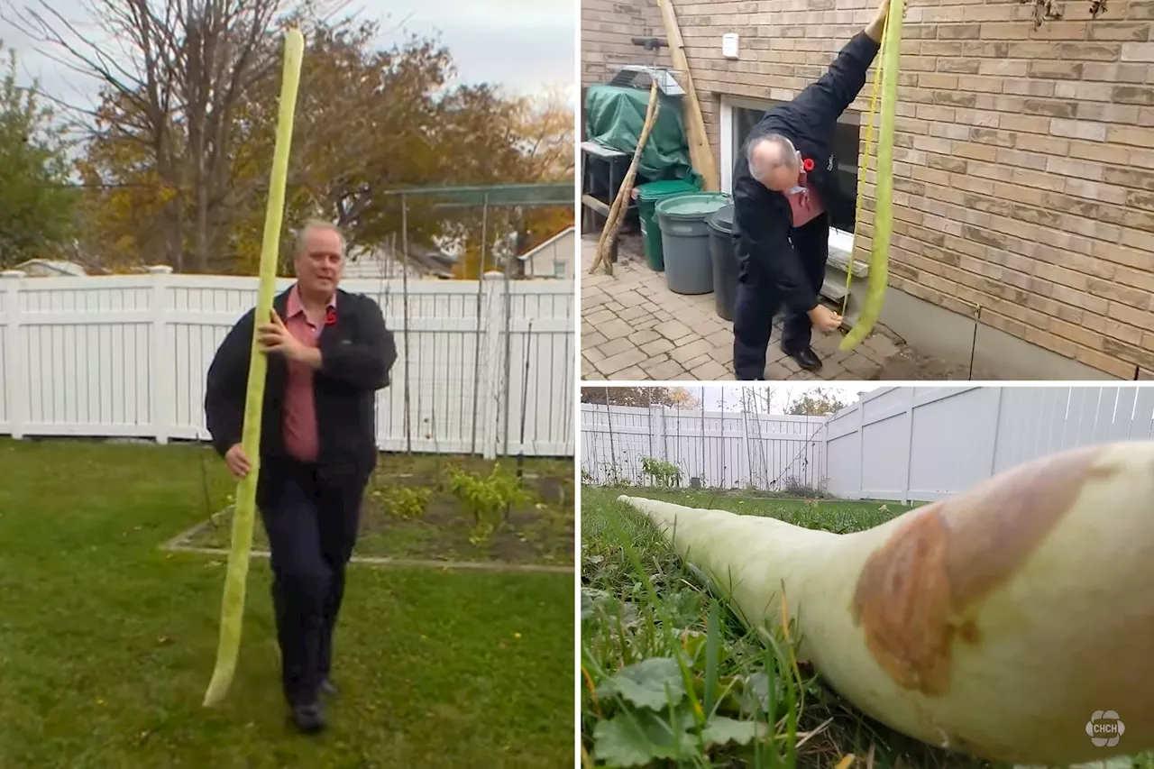 Zucchini longer than 8 feet grows in Canada: Can it break a world record?