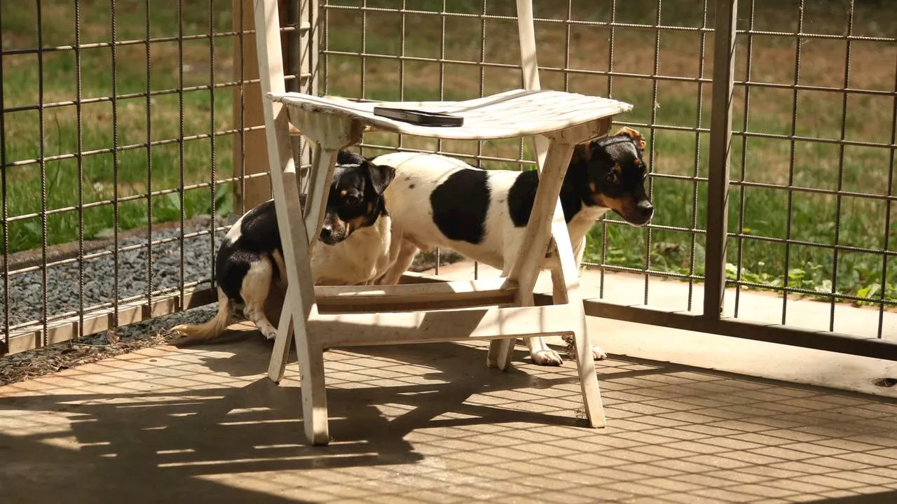 Zo gaat het nu met de honden die werden gered van de foute fokker in Eersel