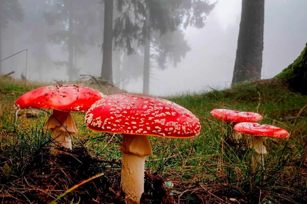 B.C. conditions are magic for mushrooms in bumper season for fungi, tasty and toxic