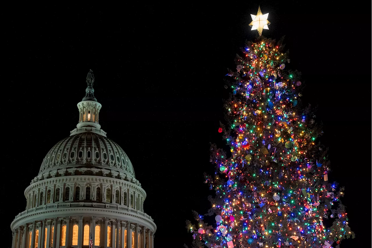 A Norway spruce from West Virginia is headed to the Capitol to be this year's Christmas tree