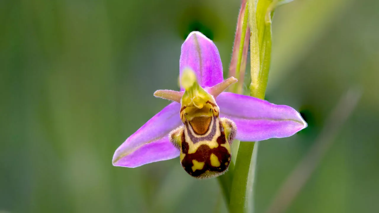  Ruses de plantes : tromper pour (mieux) se reproduire