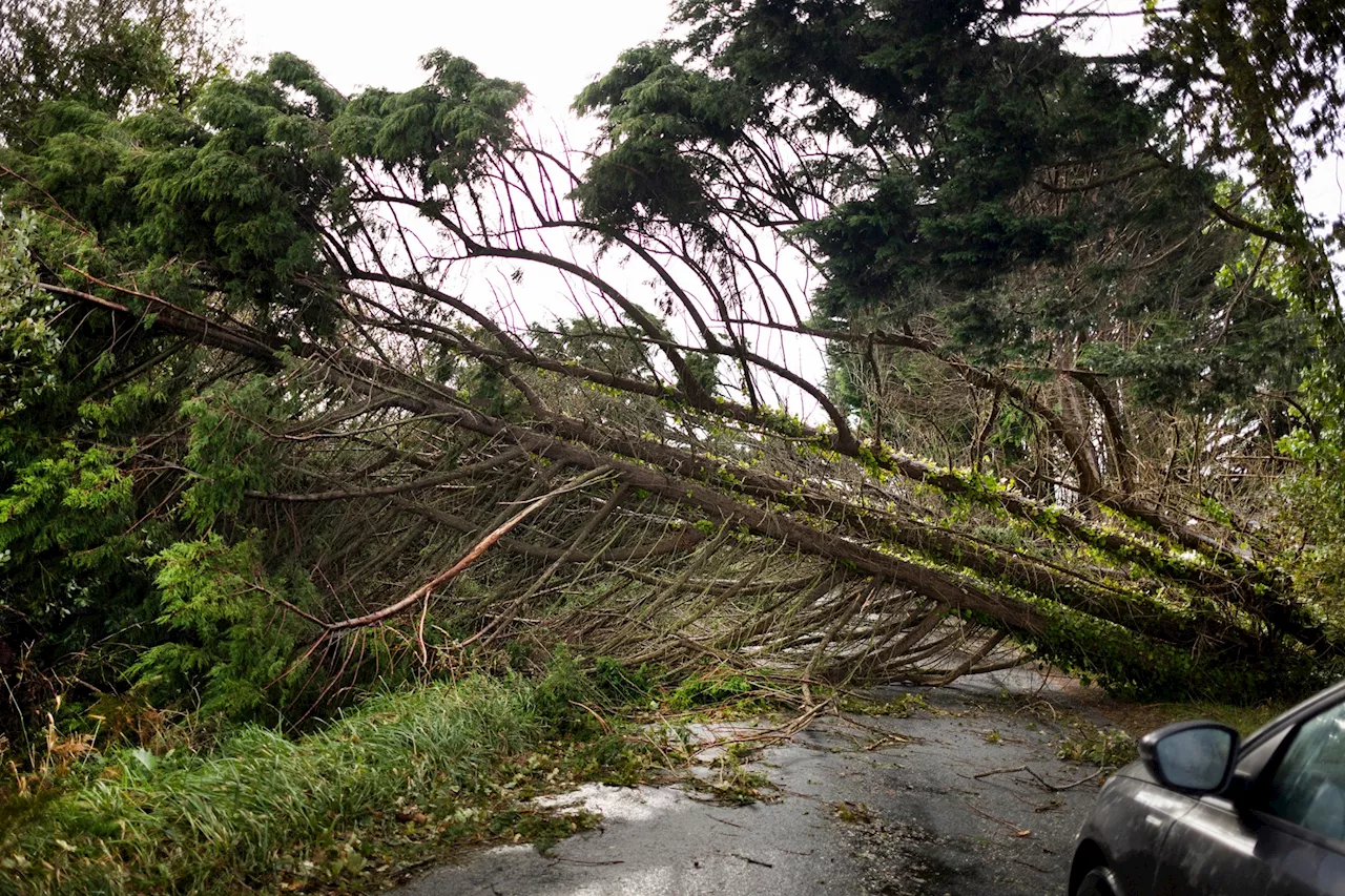 Tempête Ciaran : 260.000 foyers toujours sans électricité, quelle situation dans l'ouest de la France ?