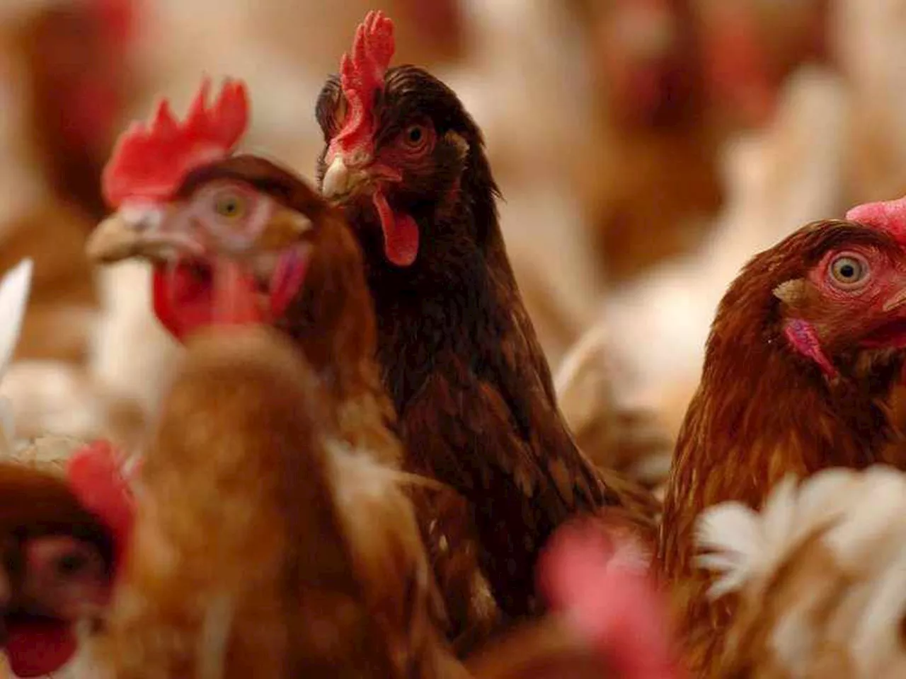 Plans for 200,000 bird chicken farm set to be approved – six years after they were submitted