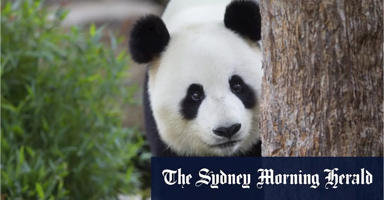 Overdue loan: China may recall Australia’s only pandas