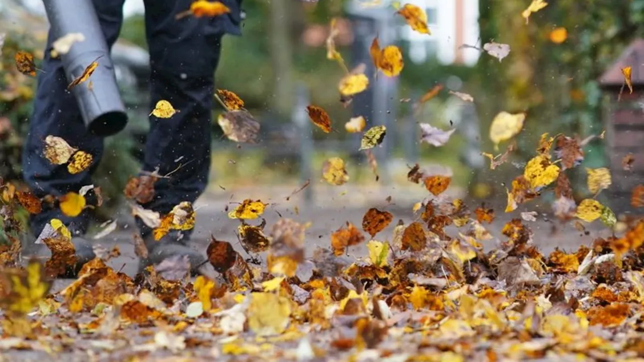 Kommunen: Stadtreinigung startet Kampf gegen Herbstlaub