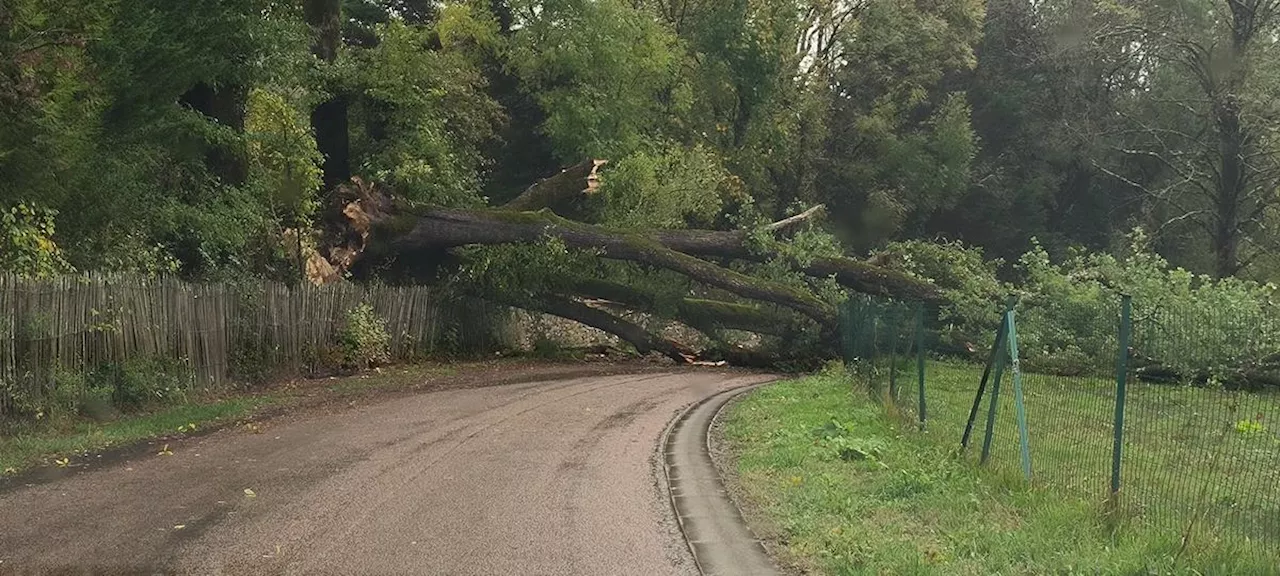 Rues inondées, arbres tombés : le Sud-Ouest touché par les intempéries avant même la tempête Domingos