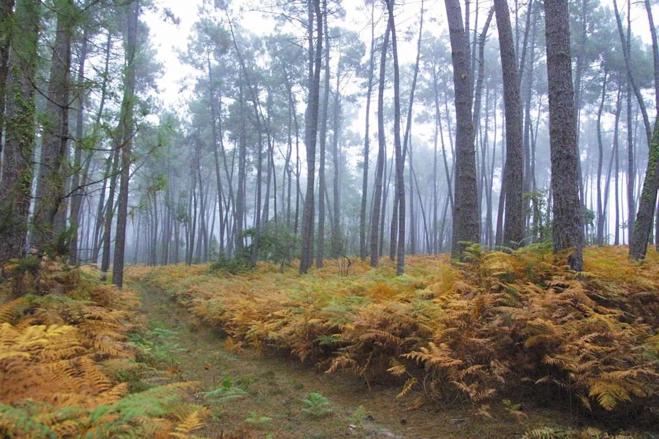 Tempête Domingos en Gironde : dans le massif forestier, « tous les indicateurs sont au rouge »