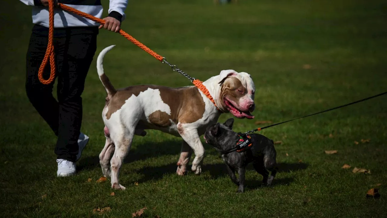 Two people in hospital after XL Bully type dog attacks people in Mansfield