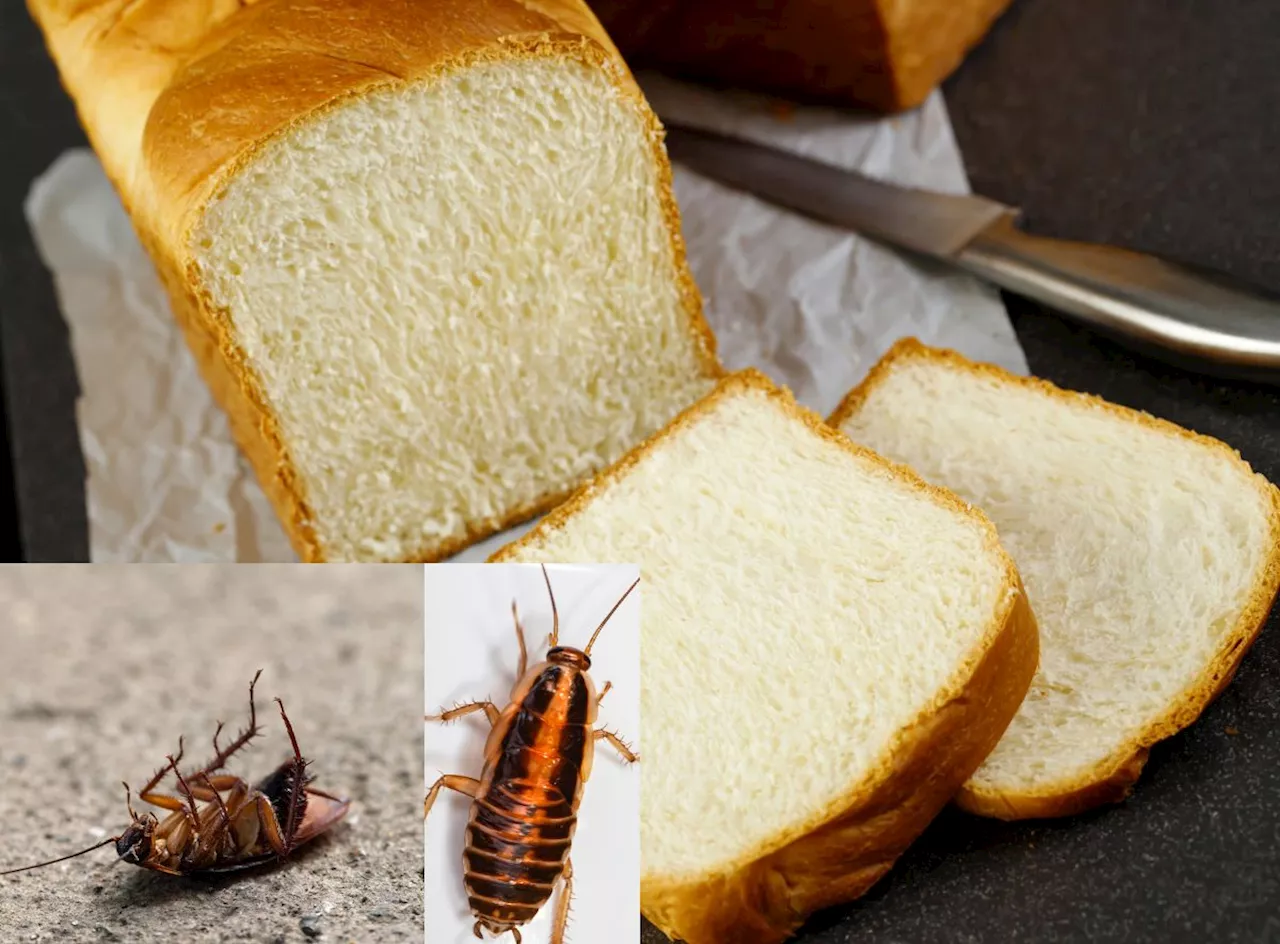 Man shocks Mzansi with video of cockroach running into loaf of bread at shop (Video)