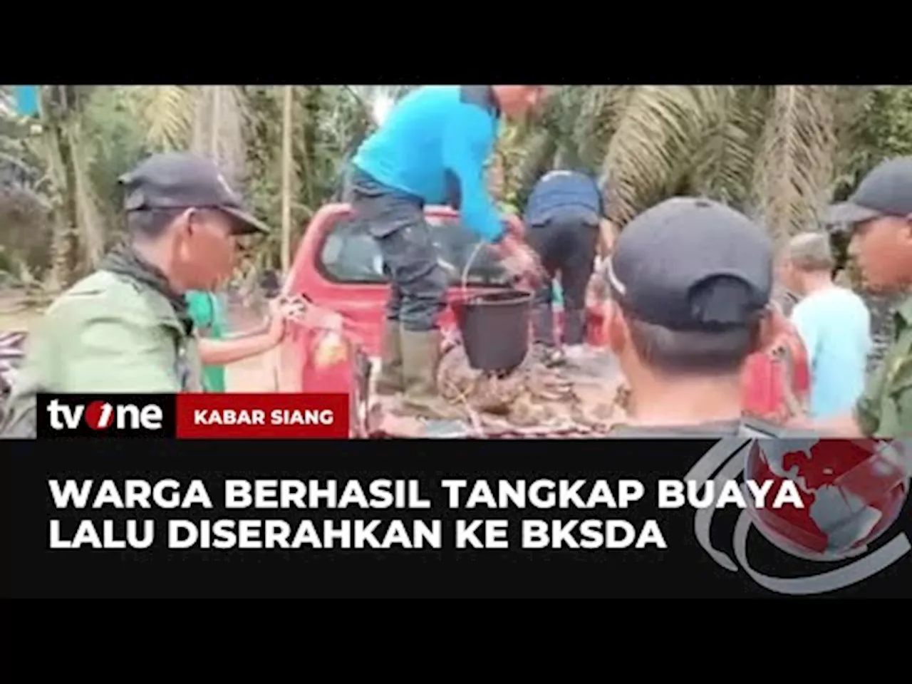 Warga Serahkan Buaya Sepanjang 3,5 Meter ke BKSDA