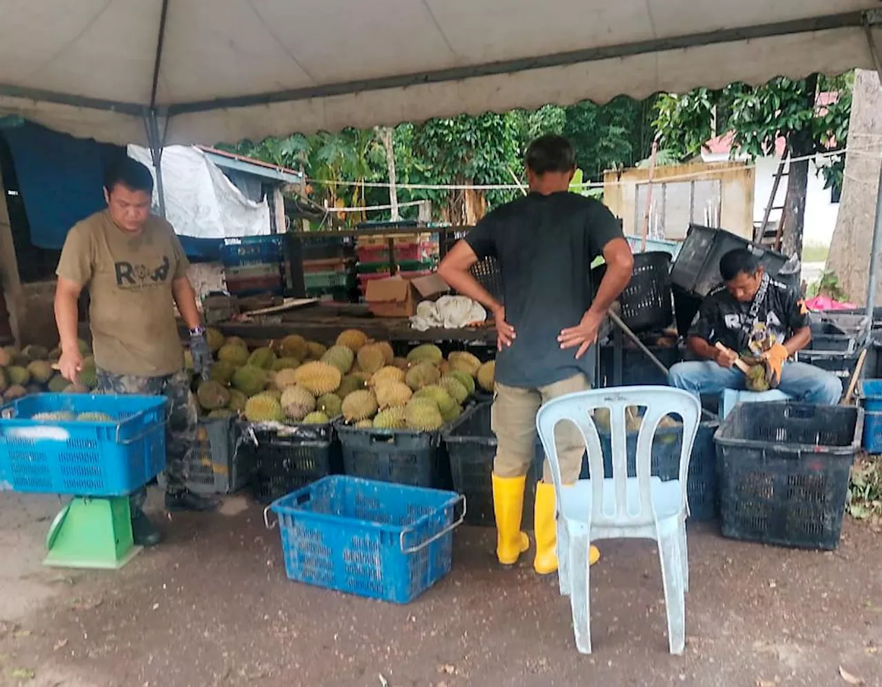 Penduduk takut kutip durian berikutan kemunculan harimau