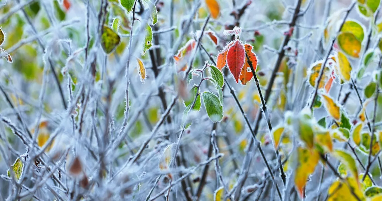 Winter Weather Awareness: How does frost form?