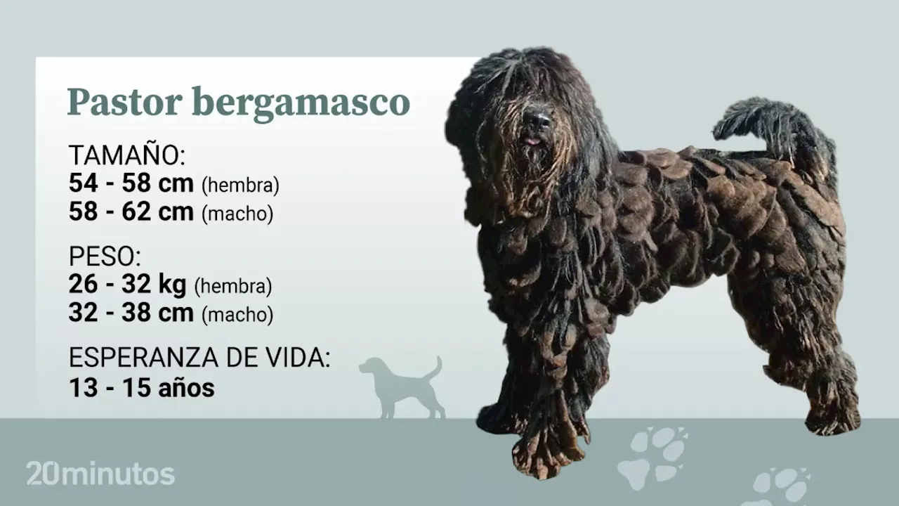 El perro pastor de Bergamasco, una raza lista y leal, con un toque de independencia