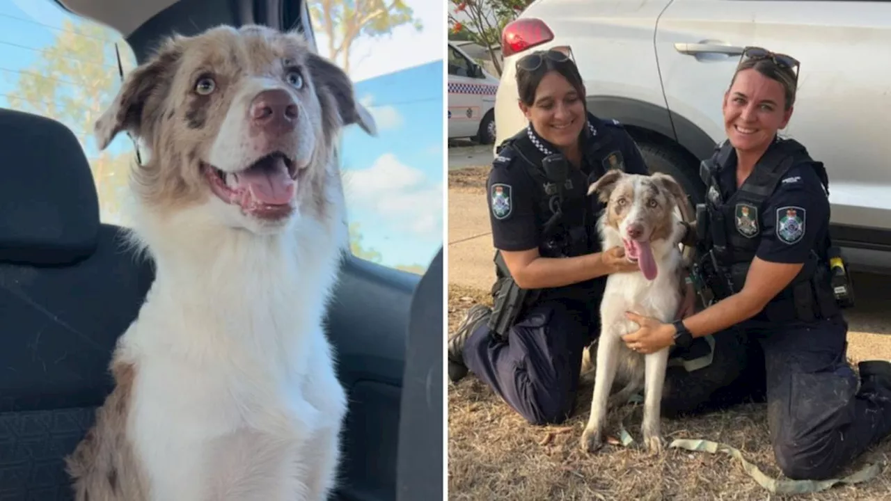 Police release video of rescue after beloved family border collie stolen with car in Townsville