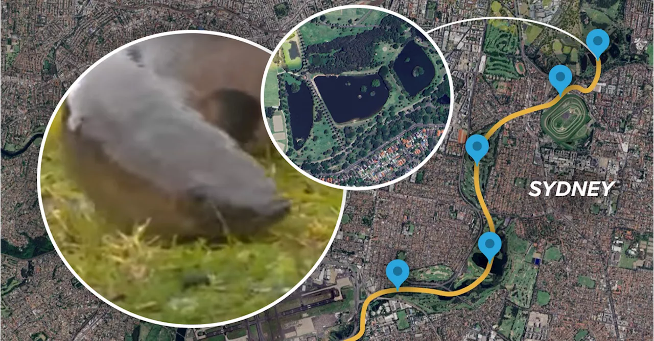 No urban myth, the truth behind Sydney's Centennial Park Eels is even more fantastic